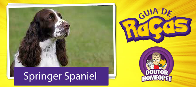 SPRINGER SPANIEL INGLÊS: características e cuidados